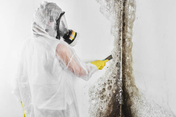 Best Home Mold Removal  in Cresaptown, MD