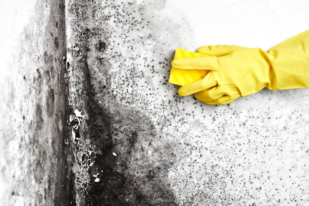 Best Certified Mold Removal  in Cresaptown, MD