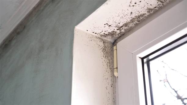 Best Mold Damage Repair  in Cresaptown, MD