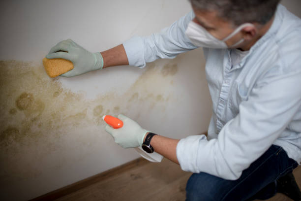 Best Mold Damage Repair  in Cresaptown, MD