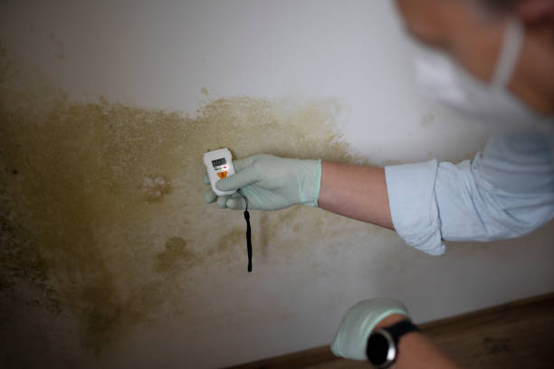 Best Toxic Mold Removal  in Cresaptown, MD