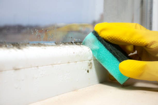 Best Local Mold Removal Service  in Cresaptown, MD