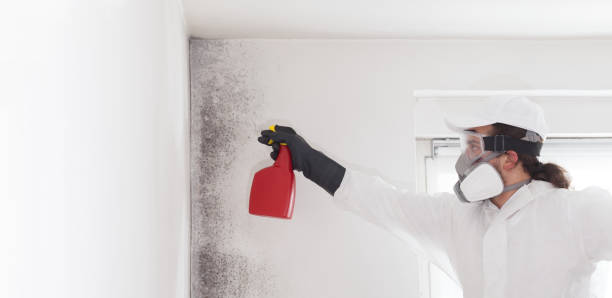 Best Fast Mold Removal  in Cresaptown, MD