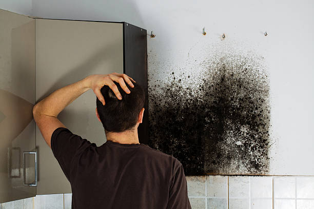 Certified Mold Removal in Cresaptown, MD