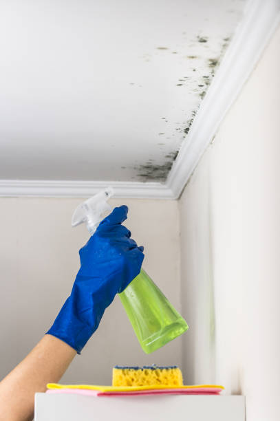 Best Black Mold Removal  in Cresaptown, MD