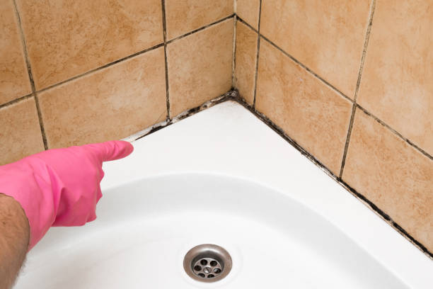 Best Mold Removal Specialists  in Cresaptown, MD